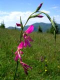 Gladiolus italicus